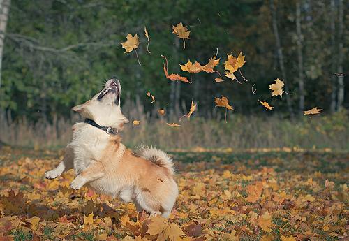 hond_speelt_herfst