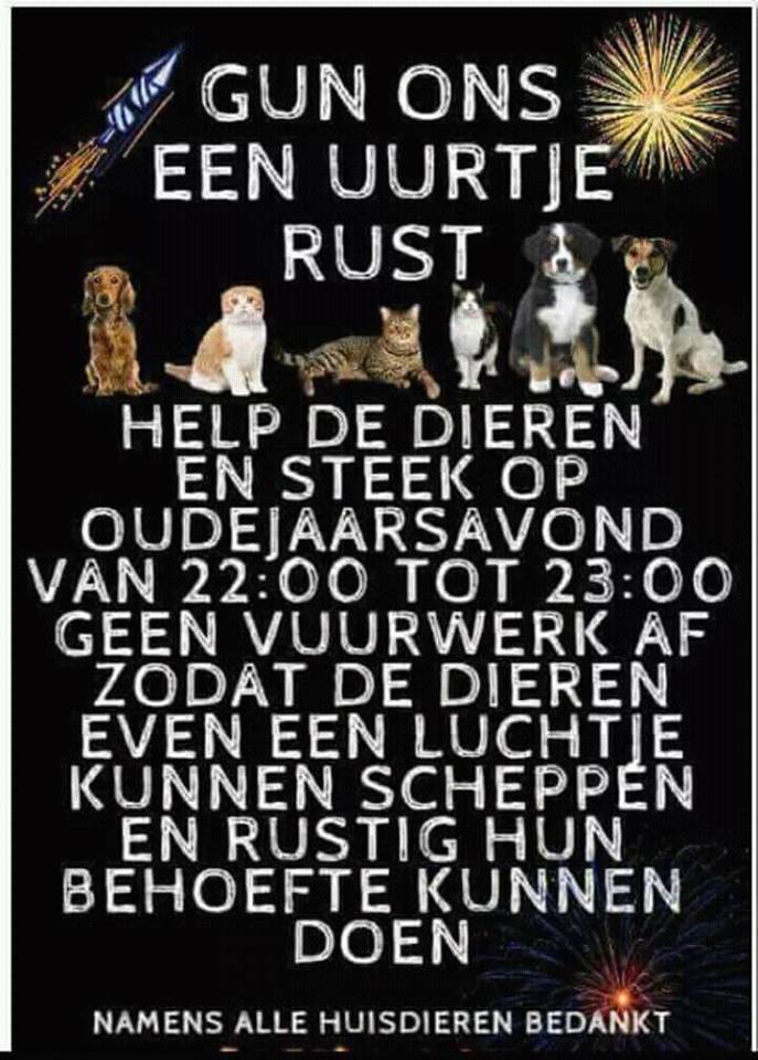 Rust hond vuurwerk
