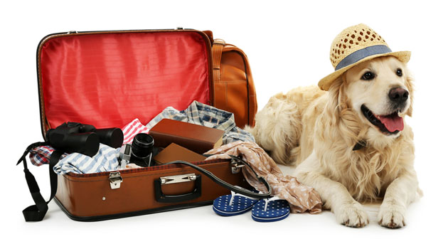 hond_vakantie