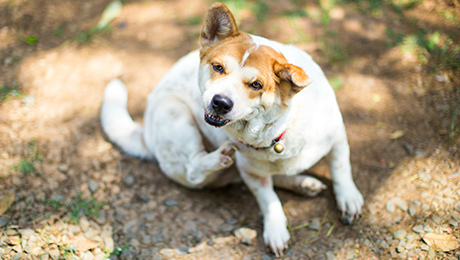 Huidproblemen hond vacht