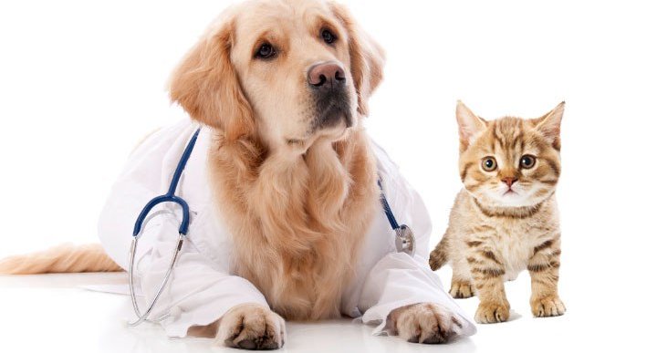 verzekering_huisdier