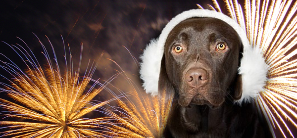 hond_vuurwerk_tips